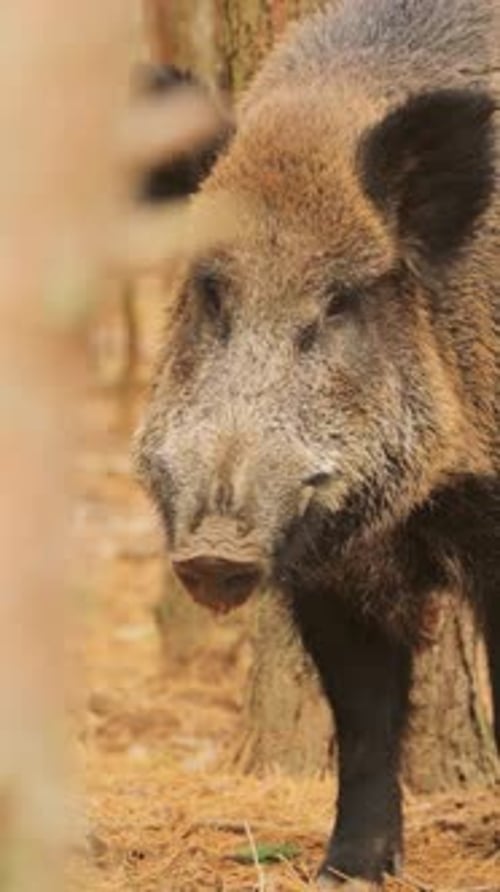 Wild Boar Standing Tall in Forest