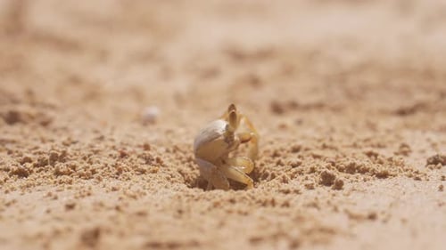 Crab Emerging From Sand Burrow On A Tropical Beach