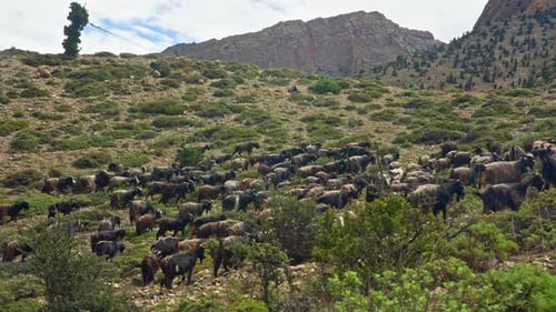 Herd Of Agile Goats Navigating Nepal's Remote Mountain Slopes