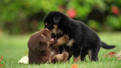 Two Adorable Puppies Play Fighting on Green Grass