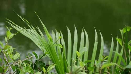 A plant with long leaves and green color in close-up view