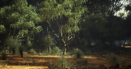 Realistic Bushland Landscape Natural Motion Background