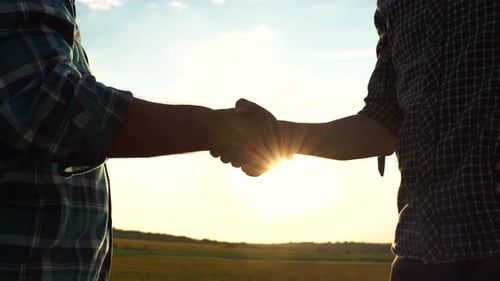 Close Up Two Farmer Shaking Hands in the Sunflower Field