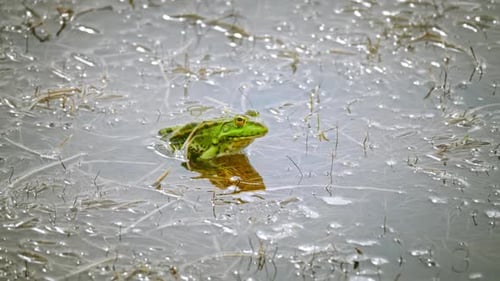 Green Frog - 2K