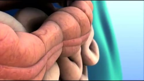 3D Medical Animation of Human Digestive System Peristalsis