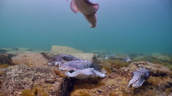 Giant Australian Cuttlefish Sepia apama Migration Whyalla South ...