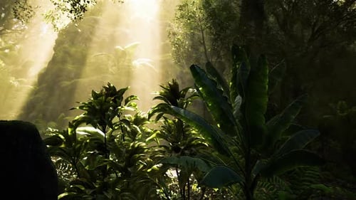 Une lumière chaude et éclatante met en valeur les textures et l'humidité des fougères