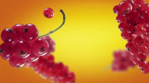 Clusters of Fresh Red Currants Falling