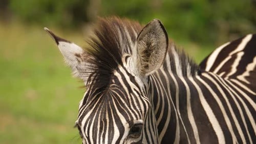 Portrait of zebra standing on the grasslands of South Africa, front view, closeup