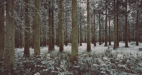 Majestic Winter Forest Blanketed in Snow Under a Somber Sky