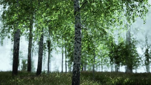 Birch Forest in Sunlight in the Morning