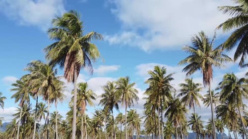 Cinematic aerial footage of Coconut palm trees on a sunny day. Tropical landscape with palm trees
