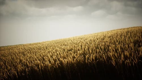 Dark Stormy Clouds Over Wheat Field