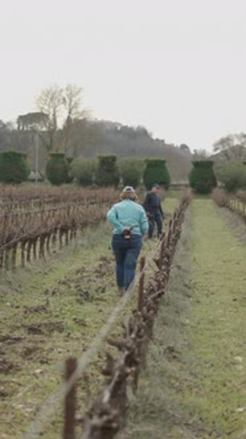 Agricultora idosa caminha pelo vinhedo em direção às videiras para podá-las