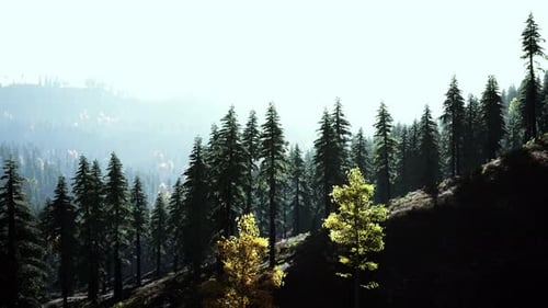 Misty Mountain Forest Landscape in the Morning