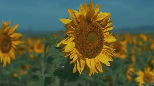 Sunny Sunflower Field Under Blue Sky