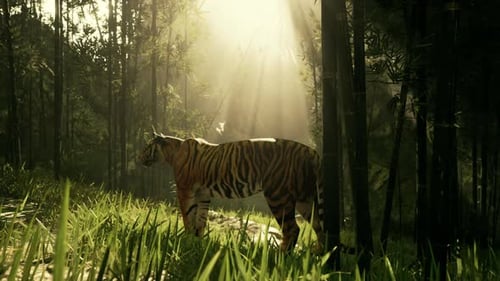 With the Sun Shining Down a Mammoth Bengal Tiger Hunts for Its Next Meal