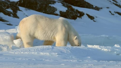 Eisbär läuft am Nordpol mit starkem Schneefall und untergehenden Eisbergen