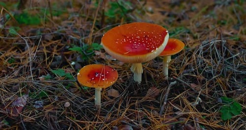 Red Fly Agaric Mushrooms Growing in Forest