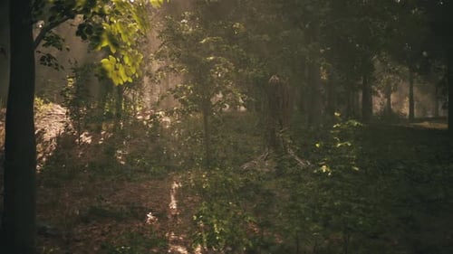 Sunlight Filters Through Trees in a Serene Forest at Early Morning