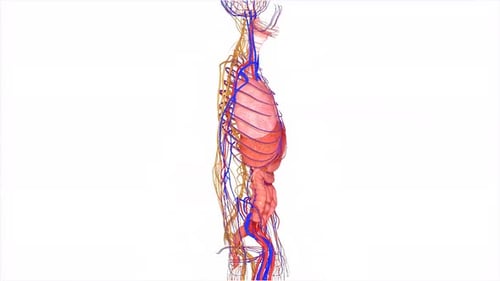 3D Human Anatomy Rotation: Internal Organs and Body Systems