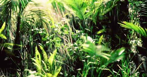 Lush Green Vegetation in a Dense Forest During Daylight Hours