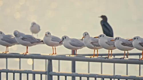 Möwen