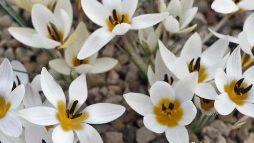 Crocuses with beautiful flowers multicolored. The most beautiful flowers of spring
