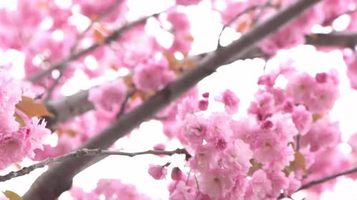 Sakura Blooms with Pink Flowers Trees in the Garden Buds on Branches