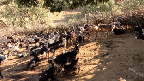 Goat Herd Resting in a Rural Environment