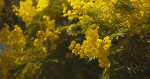 Mimosa Scabrella And Its Golden Yellow Blooms. - close up, orbit