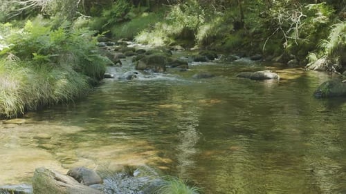 Mountain clear stream in the forest, natural landscape on a sunny summer day.