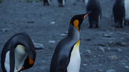 Cinematic Slowmo Shot Of King Penguins On South Georgia Island
