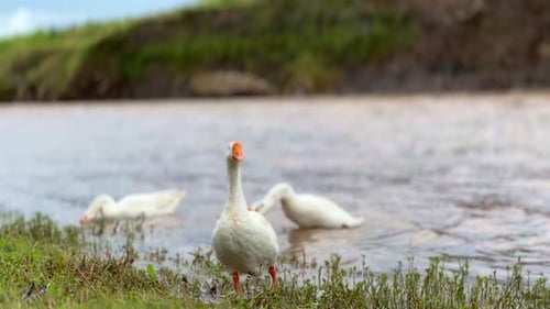 A white swan is on the river bank with other swans bathing in the river.