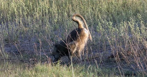 Chacma baboon (Papio ursinus). Bwabwata National Park, Namibia. African Wildlife.