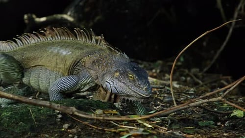 Iguana exploring natural habitat in a tropical forest during daylight