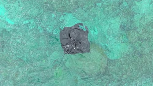 Aerial View of Manta Ray Swimming in Turquoise Water