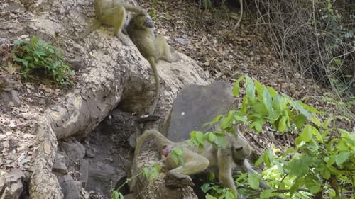 Paviane, die sich in ihrem natürlichen Waldhabitat im Freien auf einem Baumstamm pflegen