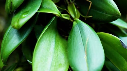 4K Cinematic nature slow motion shot of an exotic plant, from up close in the botanical garden of Mo