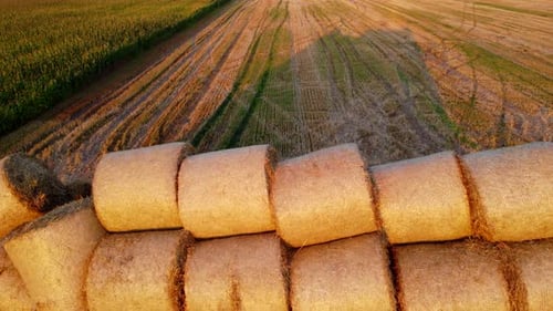 Many Bales Compressed Dry Wheat Straw Twisted Round Rolls on Field Sunset Dawn