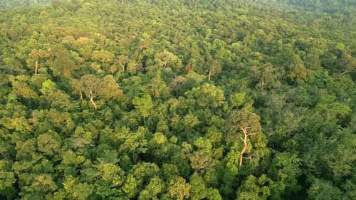 Aerial View of a Dense Tropical Rainforest in Thailand