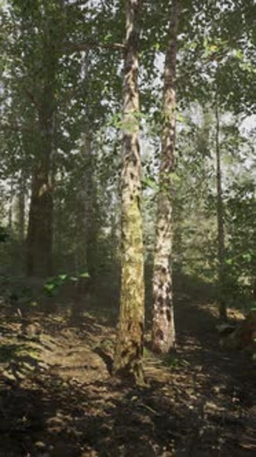 A Dense Birch Forest with Tall Trees and Sunlight Filtering Through the Leaves