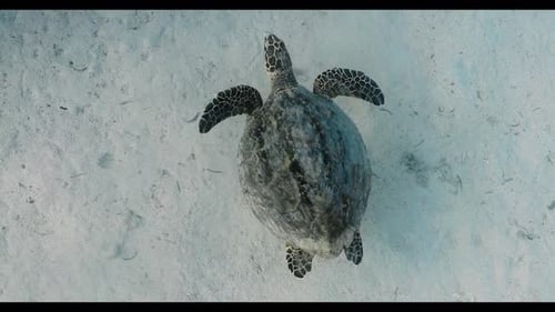 Sea Turtle Swimming Underwater 4k