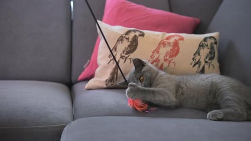 little pretty british shorthair cat plays on a sofa - recorded in slow motion at 240 fps