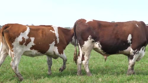 Cows Grazing Peacefully in Green Rural Pasture