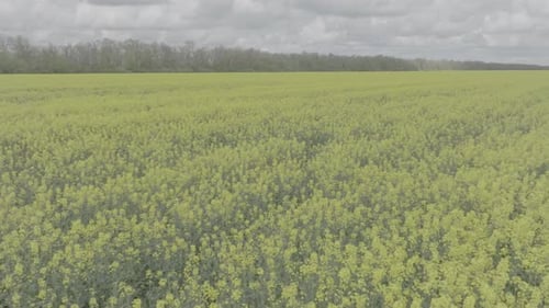 Blooming Rapeseed Field on a Sunny Day Flying Above Stunning Yellow Rape Fields in Spring Aerial
