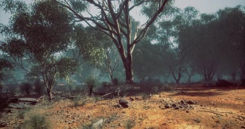 Slow Camera Movement Through Dry Australian Bushland