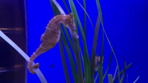 Seahorse holding onto sea grass with prehensile tail.