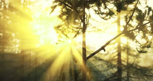 Sunlight Filtering Through Trees in a Serene Forest During Golden Hour