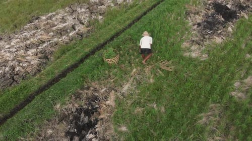 Aerial view of people working in rice paddies during day time, Bali, Indonesia